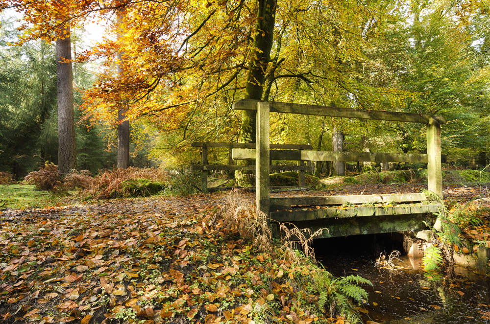 new-forest-national-park-official-ganp-park-page